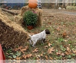 Small Photo #4 German Shorthaired Pointer Puppy For Sale in FOSTER, RI, USA