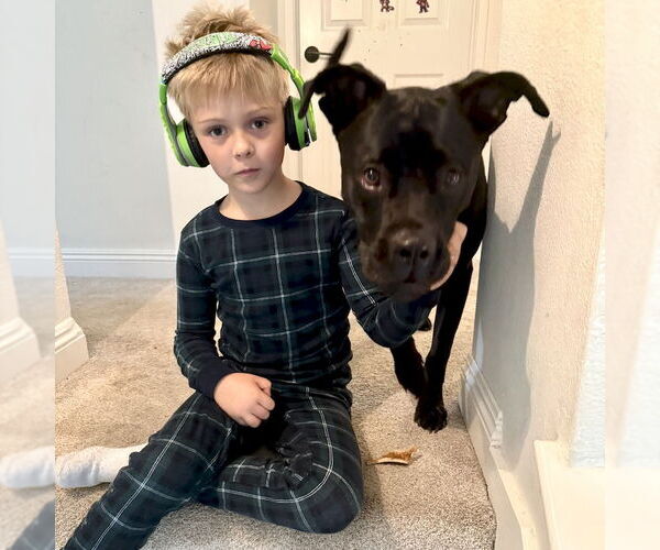 Medium Photo #1 Boxer Puppy For Sale in San Juan Capistrano, CA, USA