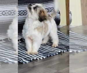 Zuchon Puppy for sale in HOLTON, MI, USA