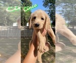Small Photo #2 Labradoodle Puppy For Sale in THE WOODLANDS, TX, USA