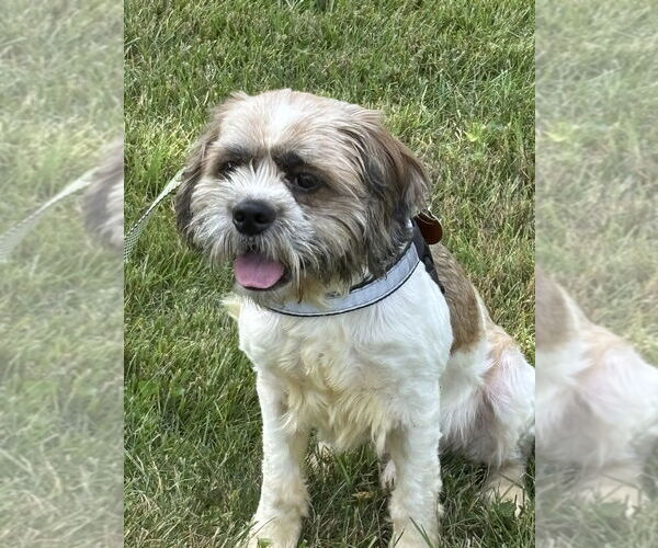 Medium Photo #5 Shih Tzu-Unknown Mix Puppy For Sale in Greenbelt, MD, USA