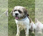 Small #4 Shih Tzu Mix