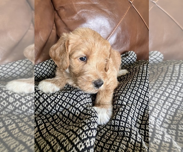 Medium Photo #8 Labradoodle Puppy For Sale in MIFFLINBURG, PA, USA