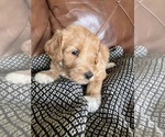 Small Photo #8 Labradoodle Puppy For Sale in MIFFLINBURG, PA, USA