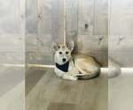 Small #4 Siberian Husky Mix
