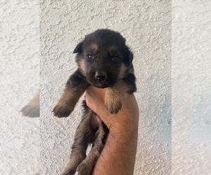 German Shepherd Dog Puppy for sale in VACAVILLE, CA, USA