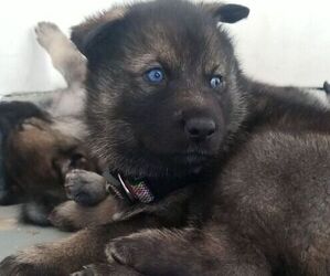 German Shepherd Dog-Siberian Husky Mix Puppy for sale in SAN JOSE, CA, USA