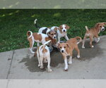 Small #6 Beagle Mix