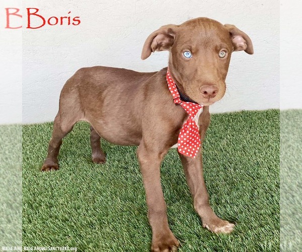 Medium Photo #1 Chocolate Labrador retriever-Unknown Mix Puppy For Sale in San Diego, CA, USA