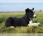 Small Photo #176 Border Collie Puppy For Sale in NORBORNE, MO, USA