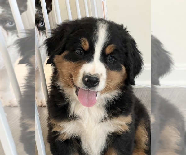 Medium Photo #1 Bernese Mountain Dog Puppy For Sale in PARAGON, IN, USA