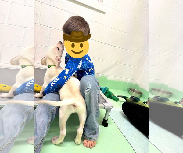 Medium Photo #6 Anatolian Shepherd-Labrador Retriever Mix Puppy For Sale in Higley, AZ, USA