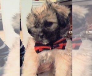 Shorkie Tzu Puppy for sale in LAWRENCEVILLE, GA, USA