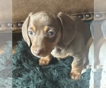 Puppy Puppy 3 Dachshund