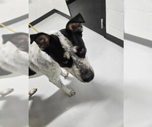 Mutt Dogs for adoption in Temple, TX, USA