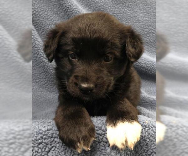 Medium Photo #1 Mutt Puppy For Sale in Thief River Falls, MN, USA