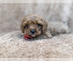 Small #9 Cavapoo (Miniature)