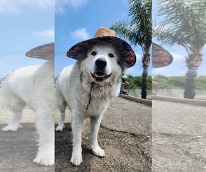 Great Pyrenees Dogs for adoption in Hamilton, MT, USA