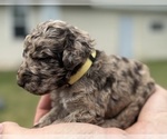 Small Photo #28 Goldendoodle Puppy For Sale in HOWARD CITY, MI, USA