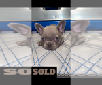 Puppy Puppy 6 French Bulldog
