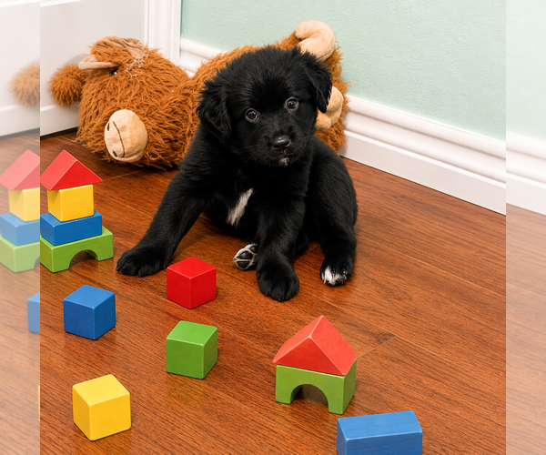 Medium Photo #3 Australian Shepherd-Unknown Mix Puppy For Sale in Euless, TX, USA