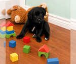 Small #2 Australian Shepherd Mix