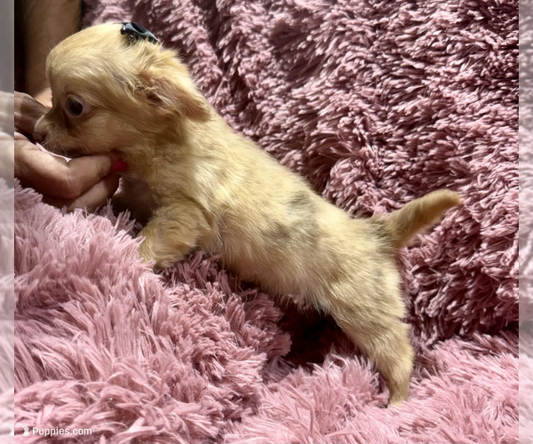 Medium Photo #2 Chihuahua Puppy For Sale in BELTON, MO, USA