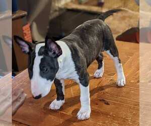 Bull Terrier Puppy for sale in FAYETTEVILLE, NC, USA