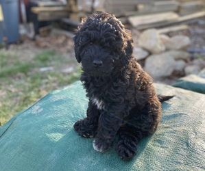 Goldendoodle (Miniature) Puppy for sale in BROOKLYN, CT, USA