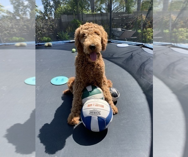 Medium Photo #38 Goldendoodle Puppy For Sale in FOUNTAIN VALLEY, CA, USA