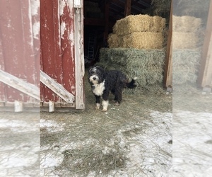 Father of the Australian Cattle Dog-Border-Aussie Mix puppies born on 11/01/2021