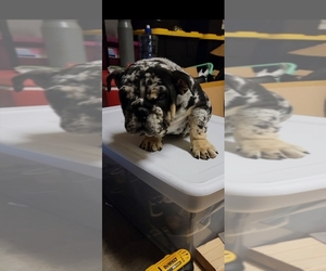 English Bulldog Puppy for sale in STOCKTON, CA, USA