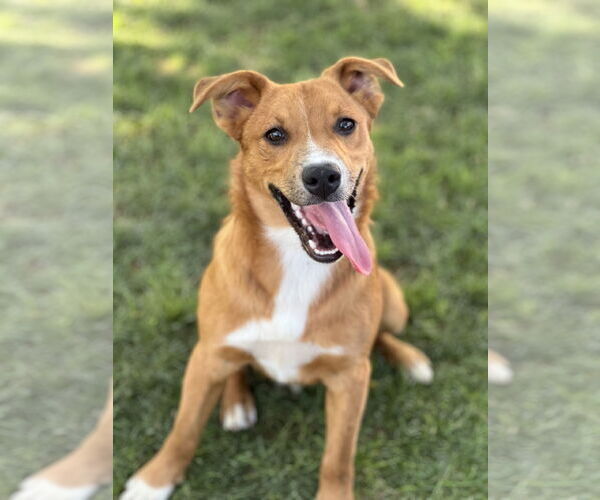 Medium Photo #3 Border-Aussie Puppy For Sale in Phoenix, AZ, USA