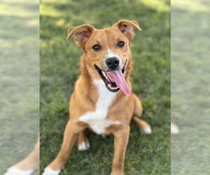Smokey - Male Border-Aussie Dog for Adoption - Photo #3