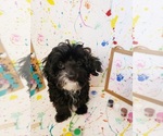 Small Photo #10 Maltipoo Puppy For Sale in INDEPENDENCE, MO, USA