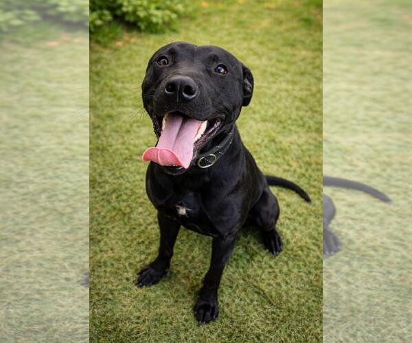 Medium Photo #6 American Pit Bull Terrier-Labrador Retriever Mix Puppy For Sale in Rockwall, TX, USA