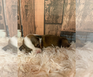 Pembroke Welsh Corgi Puppy for Sale in DERIDDER, Louisiana USA