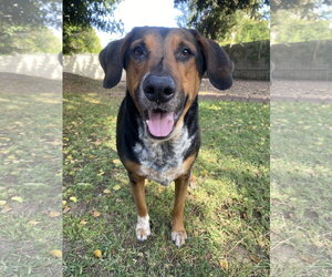 RESCUE - Male Mutt Dog for Adoption - Photo #4