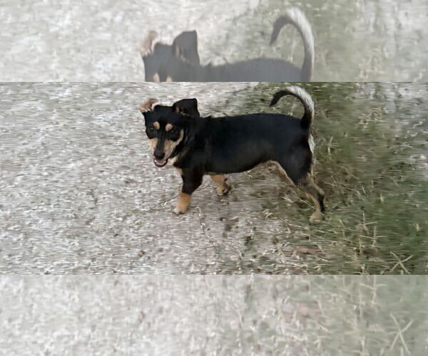 Medium Photo #3 Dachshund-Unknown Mix Puppy For Sale in Oakhurst, NJ, USA