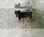 Small #2 Dachshund Mix