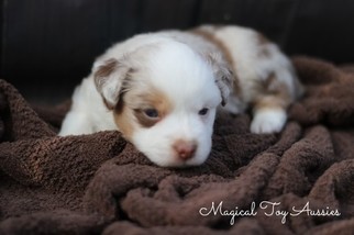 Miniature Australian Shepherd Puppy for sale in BYRON, NY, USA