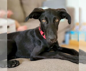 German Shorthaired Pointer-Unknown Mix Dogs for adoption in Canton, CT, USA