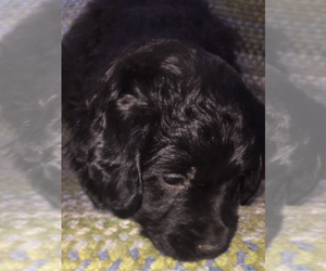 Golden Labrador-Poodle (Miniature) Mix Puppy for sale in WEST GROVE, PA, USA