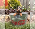 Small #1 Dachshund