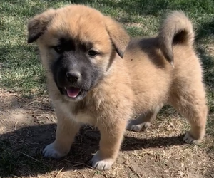 Akita-Alaskan Malamute Mix Puppy for sale in SUNNYSIDE, WA, USA