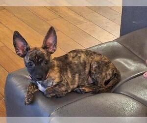 Chihuahua-Unknown Mix Dogs for adoption in Denver, CO, USA
