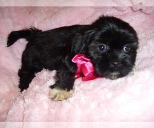 Shih Tzu Puppy for sale in JACKSON, MS, USA