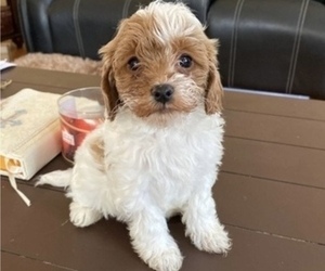 Cavapoo Puppy for sale in MONROE TOWNSHIP, NJ, USA