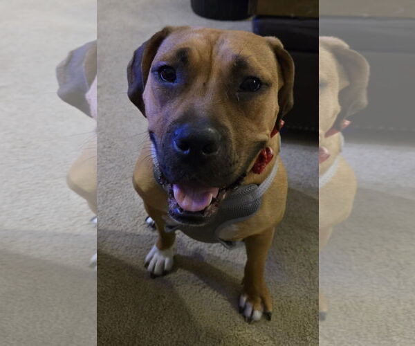 Medium Photo #13 Boxer-Unknown Mix Puppy For Sale in Germantown, OH, USA