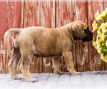 Small Photo #26 Mastiff Puppy For Sale in WAKARUSA, IN, USA